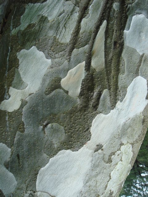 Pinus bungeana ecorce